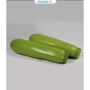 Hibrit Kabak Tohumu - Vildan F1 - 500 Adet Tohum