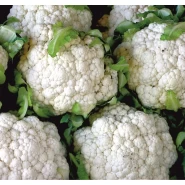 Hibrit Karnabahar Tohumu - Dolunay F1 - 2.500 Adet Tohum