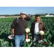 Hibrit Karnabahar Tohumu F1 (Yazlık - Sonbahar) Çeşit 3 - 2.500 Adet Tohum