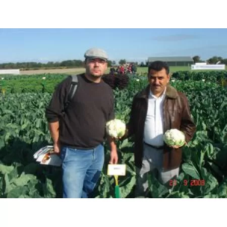 Hibrit Karnabahar Tohumu F1 (Yazlık - Sonbahar) Çeşit 3 - 2.500 Adet Tohum