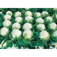 Hibrit Karnabahar Tohumu F1 (Yazlık - Sonbahar) Çeşit 6 - 2.500 Adet Tohum