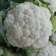 Hibrit Karnabahar Tohumu Reyesh F1 - 5.000 Adet