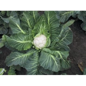 Hibrit Karnabahar Tohumu F1 (Sonbahar - Kış) - 2.500 Adet Tohum
