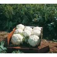 Hibrit Karnıbahar Tohumu F1 (Kışlık) Çeşit 10 - 2.500 Adet Tohum