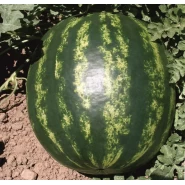 Hibrit Crimson Sweet Karpuz Tohumu - Flash F1 - 10.000 Adet 