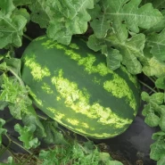 Hibrit Crimson Sweet Karpuz Tohumu L.Crew F1 -  500 Adet