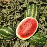 Hibrit Crimson Sweet Karpuz Tohumu Ogwe F1 -  500 Adet