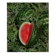 Hibrit Ala Karpuz Tohumu - Crimson Glory F1 - 1.000 Adet Tohum