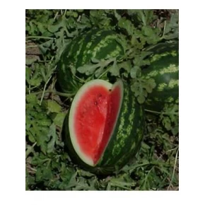 Hibrit Ala Karpuz Tohumu - Crimson Glory F1 - 1.000 Adet Tohum