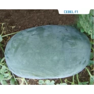Hibrit Siyah Karpuz Tohumu - Cebel F1 - 1.000 Adet Tohum 