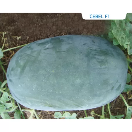 Hibrit Siyah Karpuz Tohumu - Cebel F1 - 1.000 Adet Tohum