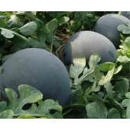 Hibrit Siyah Karpuz Tohumu - Rimbey F1 - 2.500 Adet Tohum