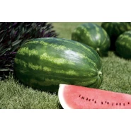 Hibrit Uzun Crimson Sweet Karpuz Tohumu - Regia F1 - 500 Adet 