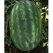 Hibrit Uzun Crimson Sweet Karpuz Tohumu - Jumpy F1 - 25.000 Adet 