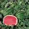 İthal Crimson Sweet Karpuz Tohumu Grade-5.000 Adet İthal Crimson Sweet Karpuz Tohumu Grade-5.000 Adet