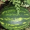 İthal Crimson Sweet Karpuz Tohumu Grade-5.000 Adet İthal Crimson Sweet Karpuz Tohumu Grade-5.000 Adet