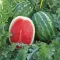 İthal Crimson Sweet Karpuz Fidesi Grade