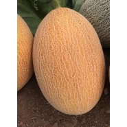 Hibrit Ananas Kavun Tohumu - Carberry F1- 2.500 Adet Tohum