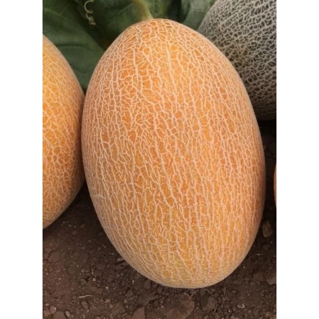 Hibrit Ananas Kavun Tohumu - Carberry F1- 10.000 Adet Tohum