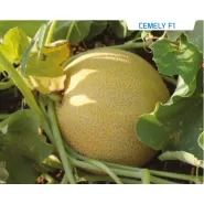Hibrit Ananas Kavun Tohumu-Cemely F1-1.000