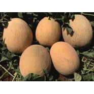 Hibrit Ananas Kavun Tohumu Flore F1 - 1.000 Adet Tohum