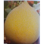 Hibrit Kavun Tohumu -  Galia 1301 F1 - 1.000 Adet Tohum