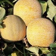 Hibrit Galia Kavun Tohumu Licua F1 - 1.000 Adet