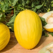 Hibrit Kanarya Kavun Tohumu Racherr F1 - 10.000 Adet