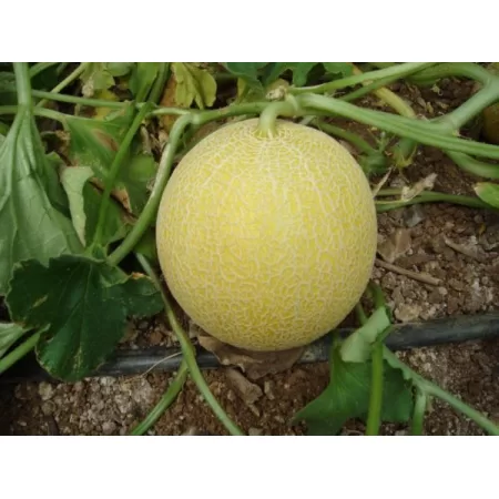 Hibrit Kavun Tohumu - ANANAS F1 - 1.000 Adet Tohum