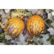 Hibrit Yuvarlak Kırkağaç Kavun Tohumu - Beyköy F1 - 2.500 Adet Tohum