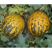 Hibrit Yuvarlak Kırkağaç Kavun Tohumu - NT-2737 F1 - 2.500 Adet Tohum