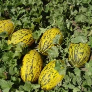 Hibrit Uzun Kırkağaç Kavun Tohumu Sultanay F1- 2.500 Adet