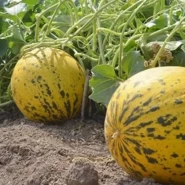 Hibrit Yuvarlak Kırkağaç Kavun Tohumu Altıntaş F1 - 10. 000 Adet