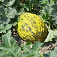 Super Yuvarlak Kırkağaç Kavun Tohumu Sarıhan - 25.000 Adet