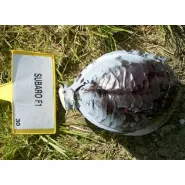 Hibrit Kırmızı Lahana Tohumu F1 (Silindirik) Çeşit 3