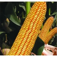 Hibrit Mısır Tohumu - KWS KEBEOS - 50.000 Adet 