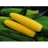 Hibrit Tatlı Mısır Tohumu - Bond Hg F1 - 500 Gr 