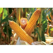 Hibrit Mısır Tohumu Tanelik John F1-50.000 Adet