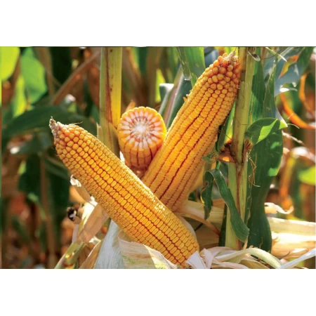 Hibrit Mısır Tohumu Tanelik John F1-50.000 Adet Hibrit Mısır Tohumu Tanelik John F1-50.000 Adet