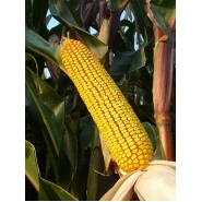 Hibrit Silajlık Mısır Tohumu KWS KLIPS-50.000 Adet