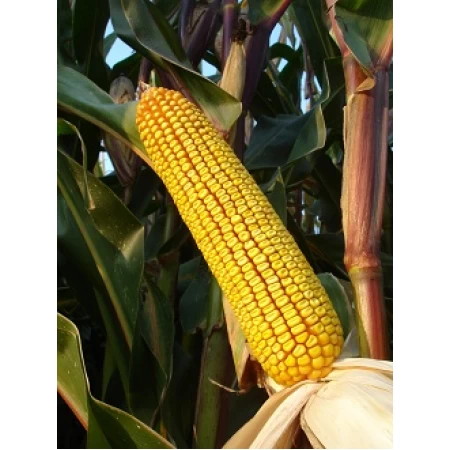 Hibrit Silajlık Mısır Tohumu KWS KLIPS-50.000 Adet