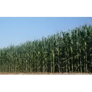 Hibrit Mısır Tohumu Silajlık KWS Kolosseus-50.000 Adet  