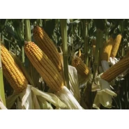 Hibrit Mısır Tohumu - Pioneer  P0573 - 50.000 Adet 