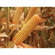 Hibrit Mısır Tohumu -  Pioneer P2088 - 50.000 Adet 