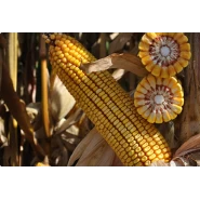 Hibrit Mısır Tohumu - Pioneer P2105 - 50.000 Adet 