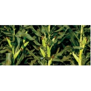 Hibrit Mısır Tohumu - Pioneer P9027 - 50.000 Adet 