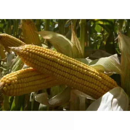 Hibrit Mısır Tohumu - Pioneer P1241 - 50.000 Adet