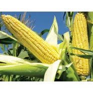 Hibrit Mısır Tohumu Pioneer PR31A34-50.000 Adet 