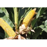 Hibrit Mısır Tohumu Pioneer PR31D24-50.000 Adet 