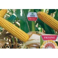 Hibrit Mısır Tohumu Pioneer PR31P41-50.000 Adet 